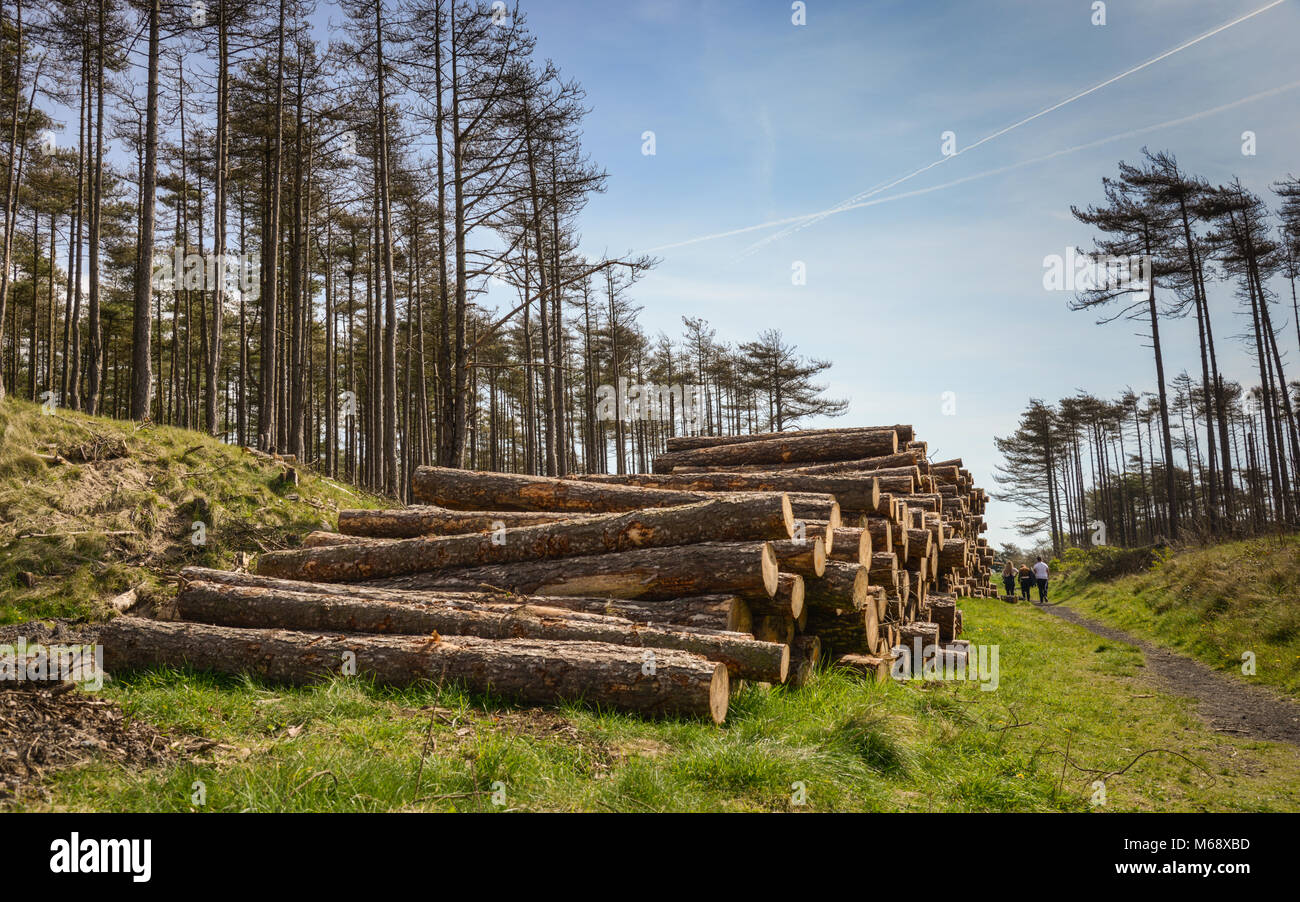 Logging at Pembrey Country Park, Carmarthenshire. Wales. UK. Stock Photo