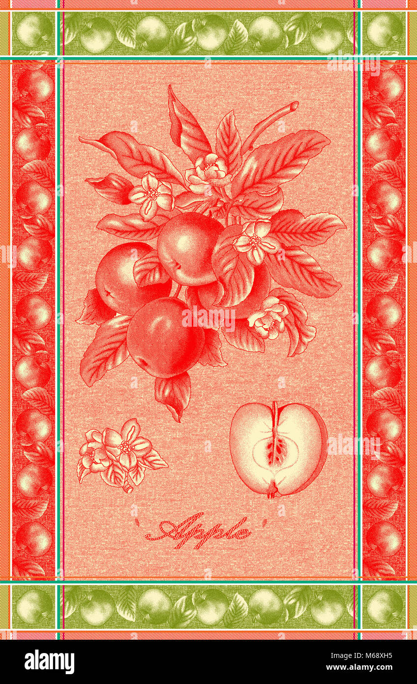 Apple botanical illustration Stock Photo
