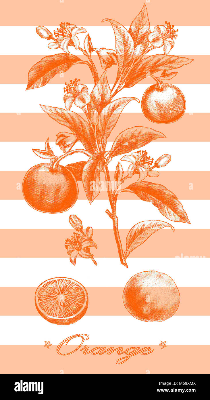 Oranges illustration on stripe ground Stock Photo