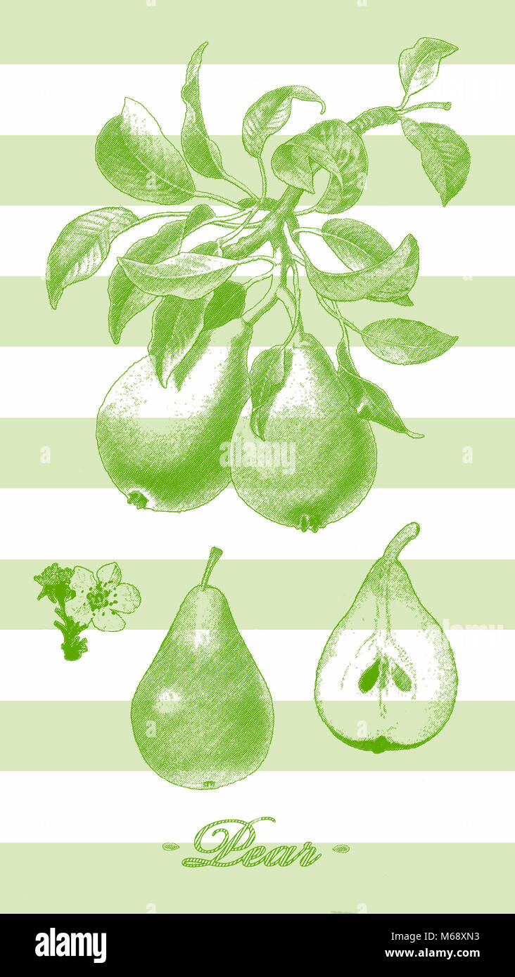 Pears illustration on stripe ground Stock Photo