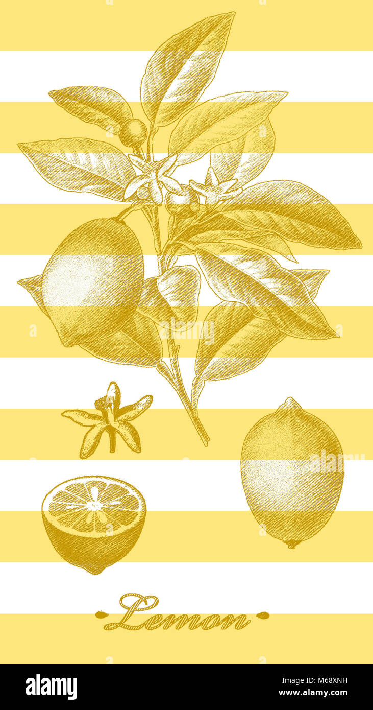 Lemon illustration on stripe ground Stock Photo
