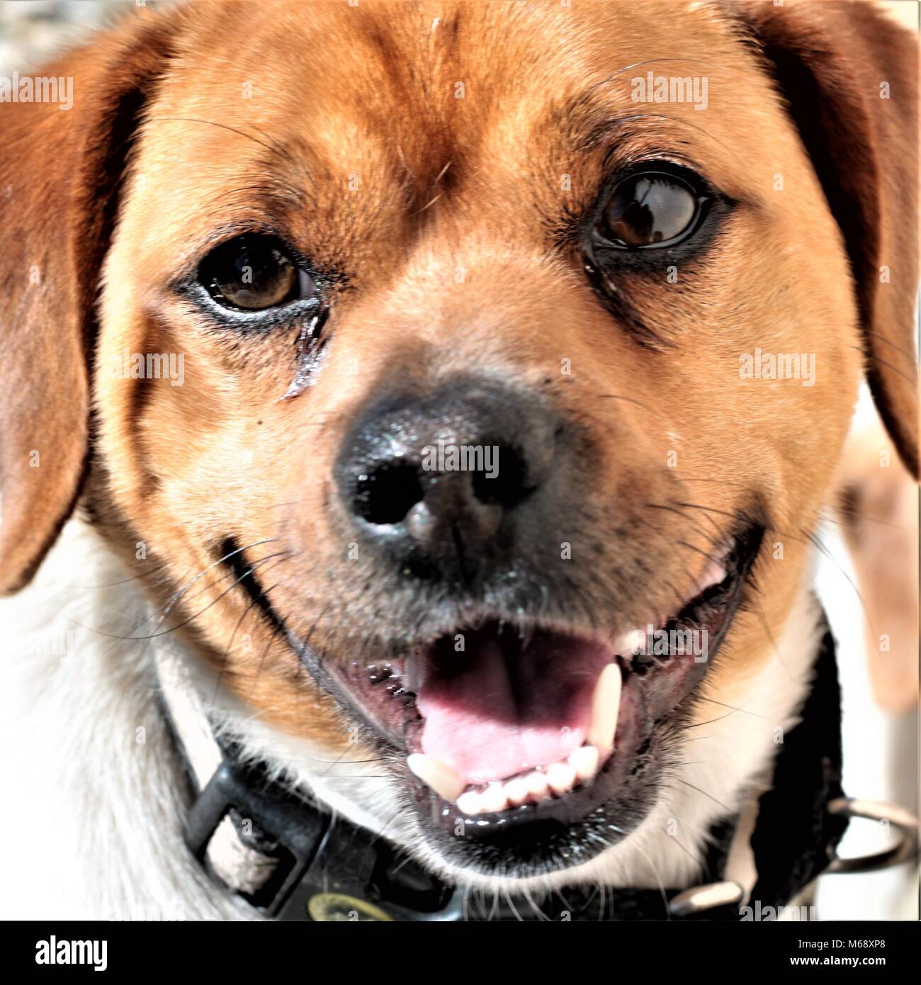 Chihuahua Beagle Puppy Stock Photo