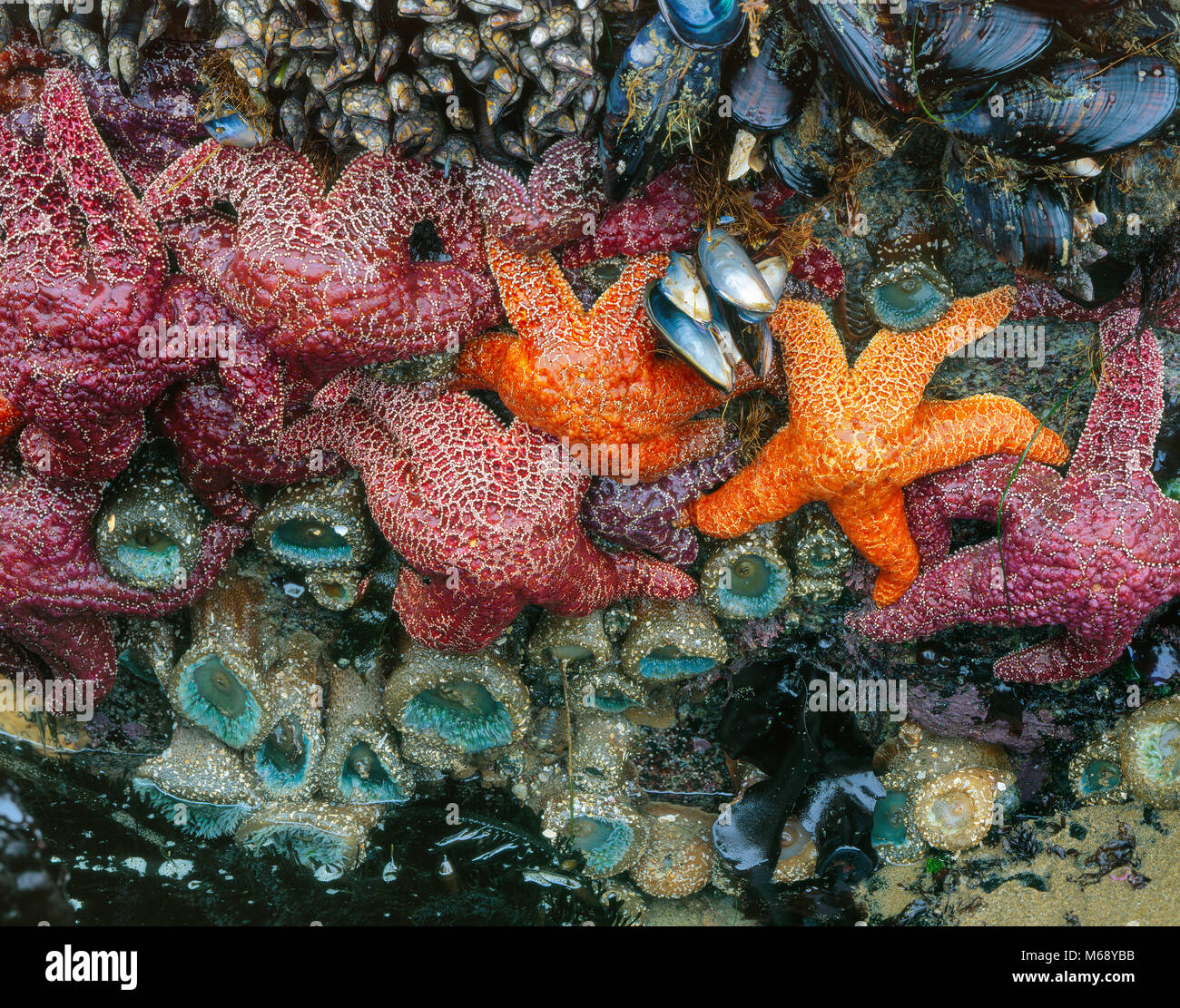 Tidepool Detail, Point Reyes National Seashore, California, Marin County, California Stock Photo
