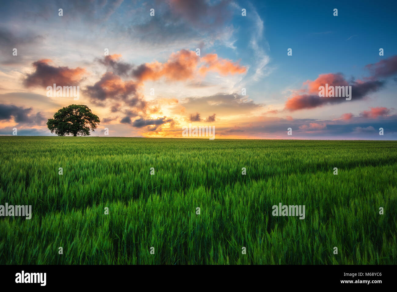 Tree in the field and sunset clouds in the sky Stock Photo - Alamy