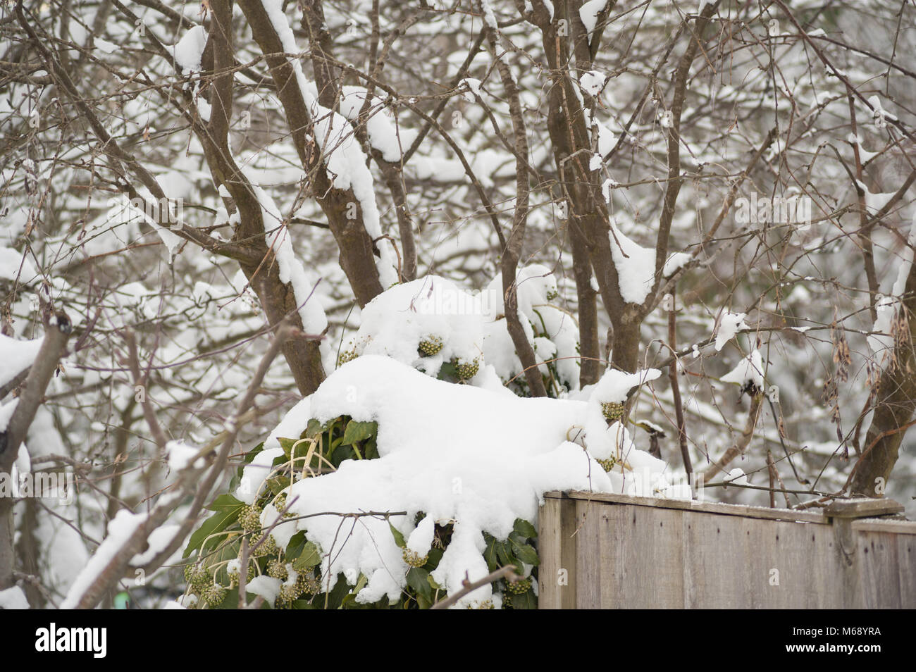 Flower heads of False Castor Oil Plant like eyes of a head of a sleeping outstretched arms of plant giant covered in snow on garden fence Stock Photo