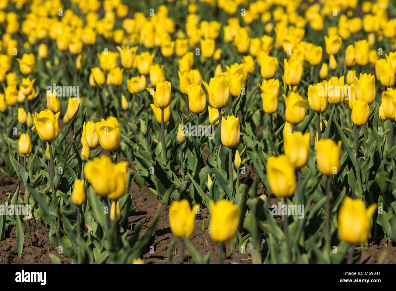 Yellow tulips in a spring garden field Stock Photo - Alamy