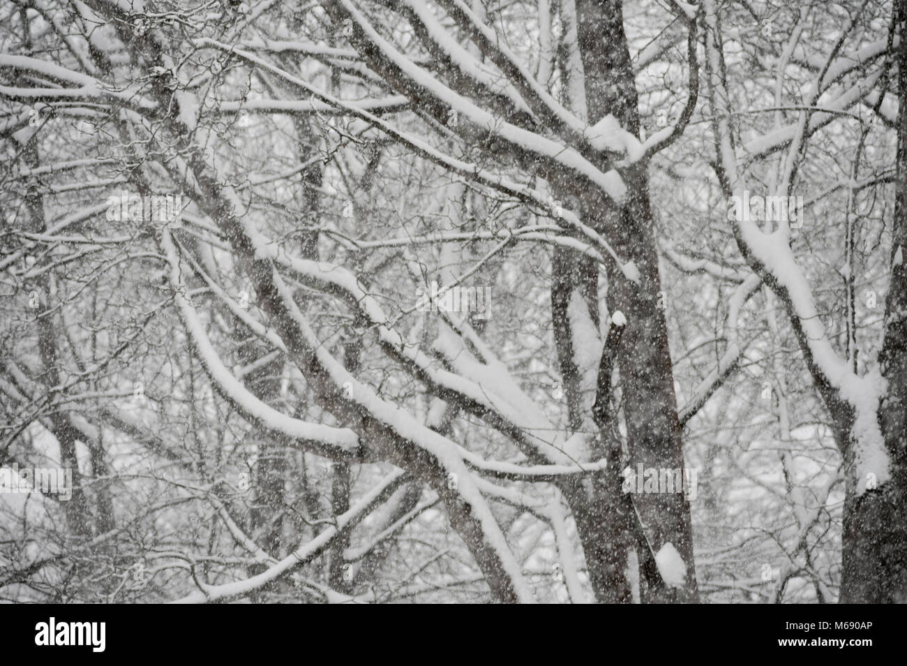 The beast from the East heavy dry snow falling in blizzard with ash, birch, maple, sycamore, trees in background almost obscured with blanket snowfall Stock Photo