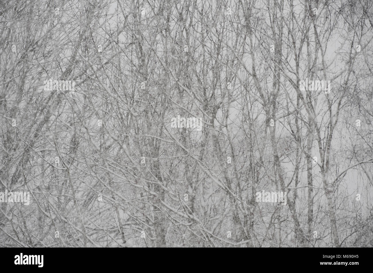 The beast from the East heavy dry snow falling in blizzard with ash, birch, maple, sycamore, trees in background almost obscured with blanket snowfall Stock Photo