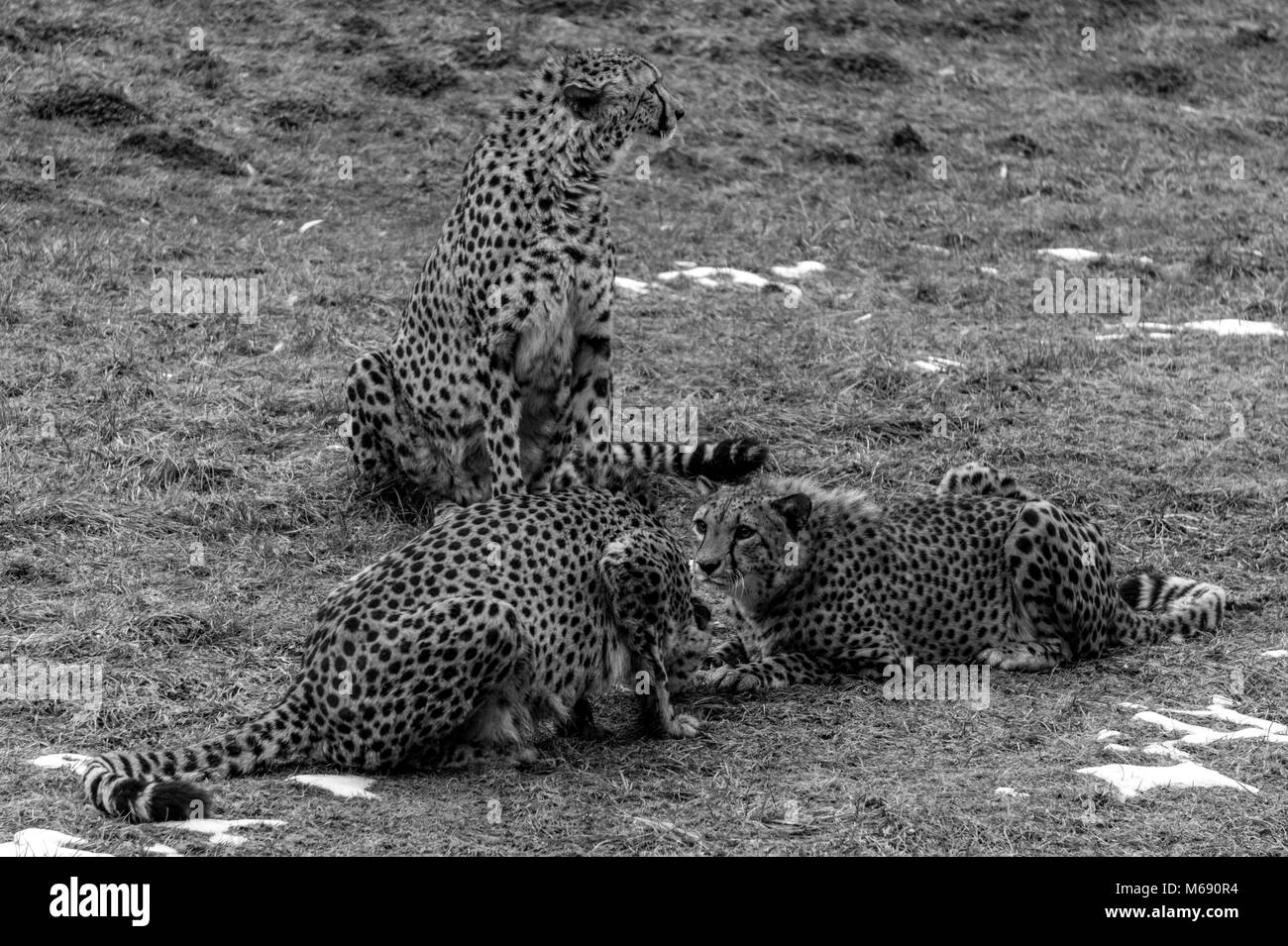 Black and white picture of three cheetahs inside their enclosure at the zoo. Two of them are feeding on a chunk of meat while the third stands guard Stock Photo