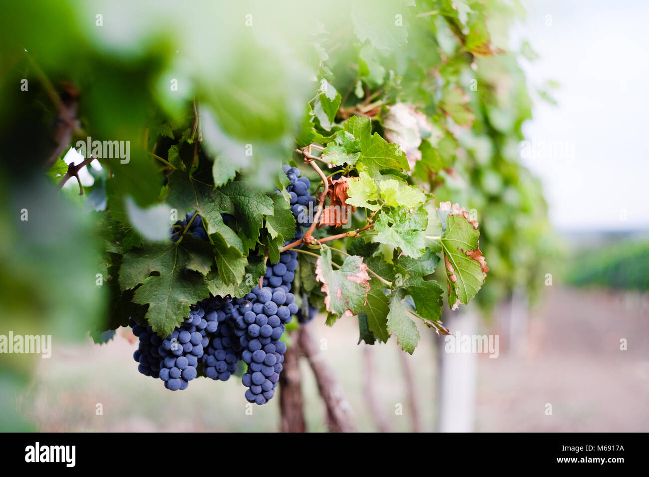 Grapes harvesting hi-res stock photography and images - Alamy