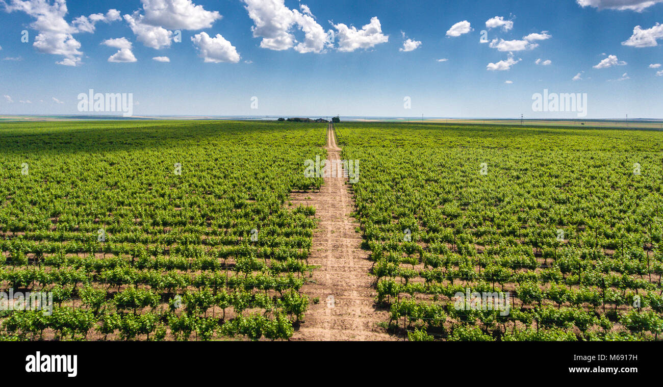 Red Vineyard panorama with rows of grapes yards and red wine plantation Stock Photo