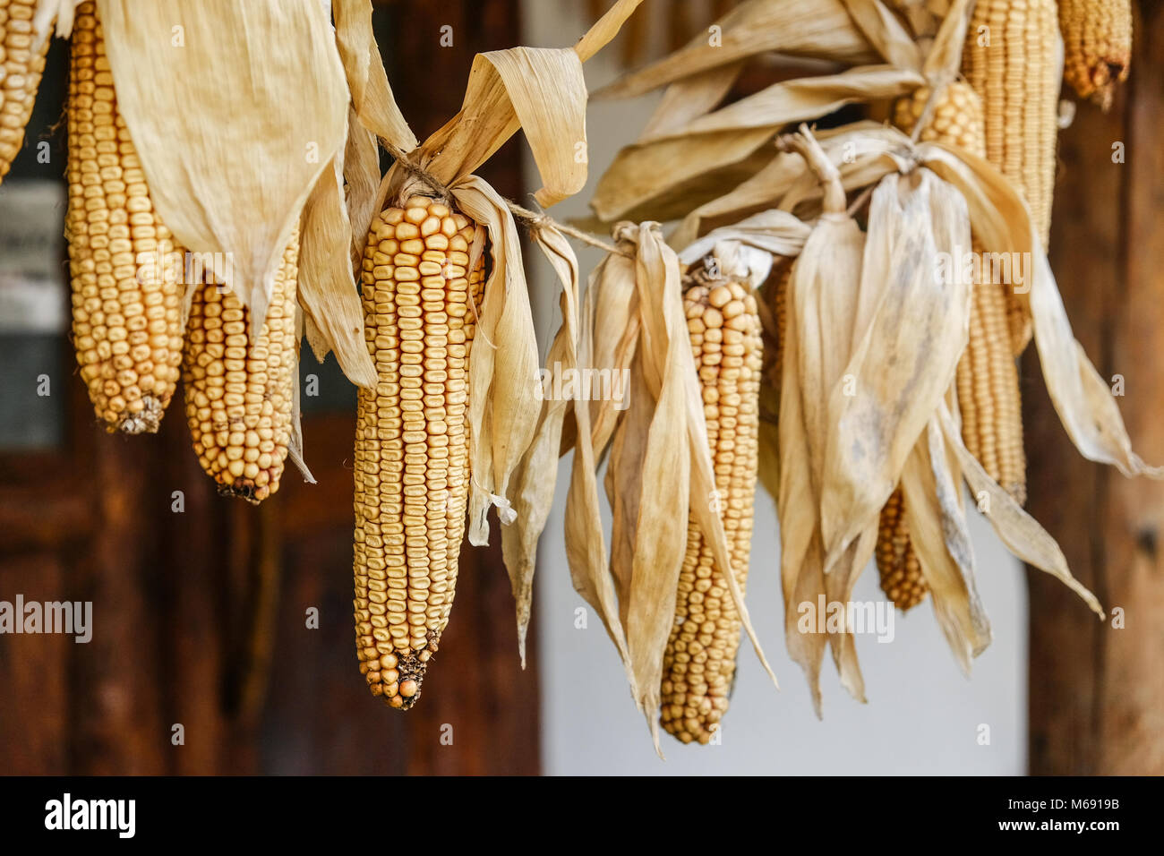 Decorative corn in hanging in a traditional peasant house Stock Photo