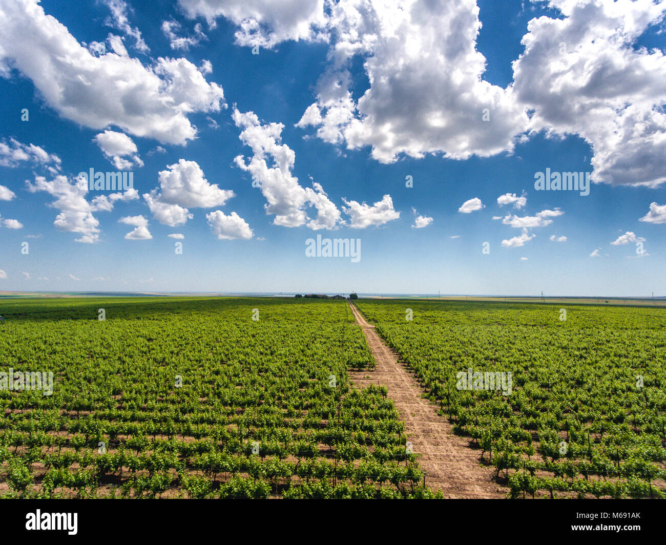 Rows of grapes yards and wine yards red wine plantation Stock Photo
