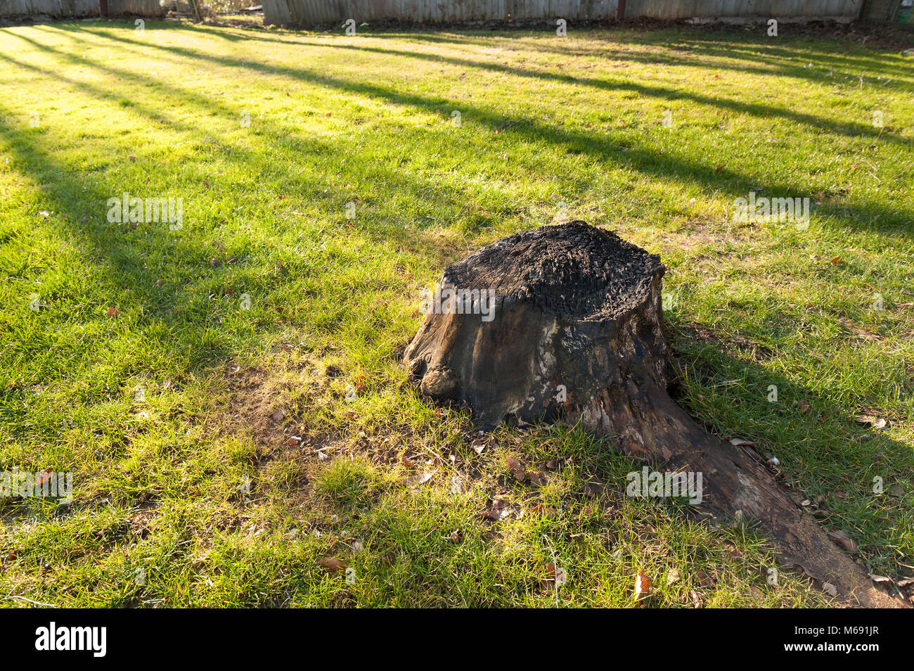 Remains of ash tree, charred stump remains in new planted lawn, felled