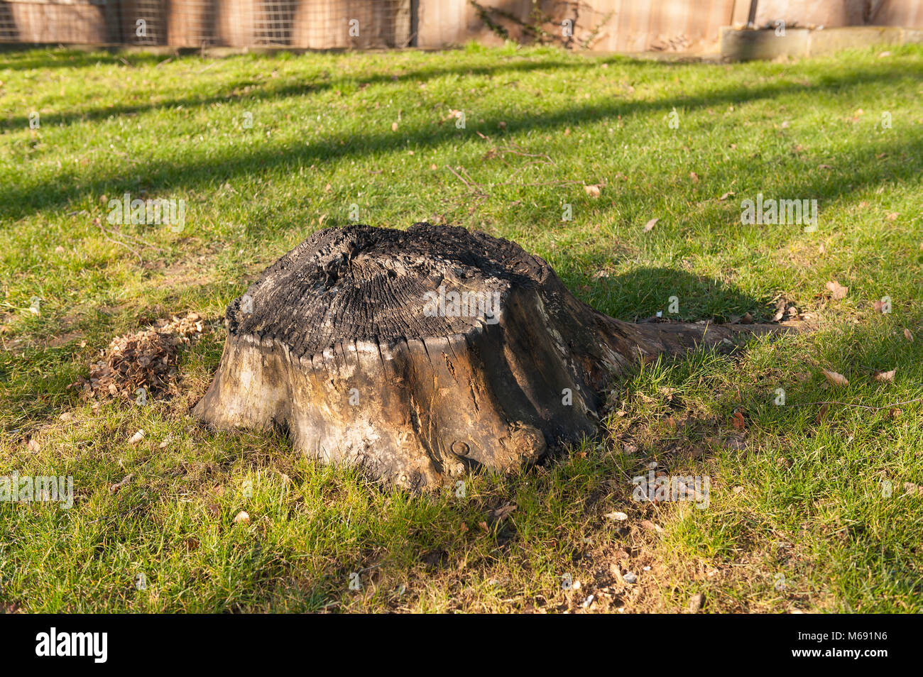 Remains of ash tree, charred stump remains in new planted lawn, felled