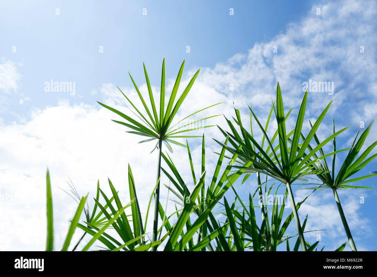 green grass and blue sky with clouds Stock Photo - Alamy