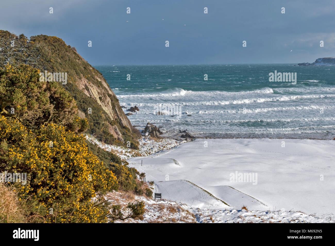 MORAY COAST SCOTLAND CULLEN BAY WITH A STORMY SEA WINTER SNOW ON THE GOLF COURSE AND YELLOW GORSE ON A CLIFF Stock Photo