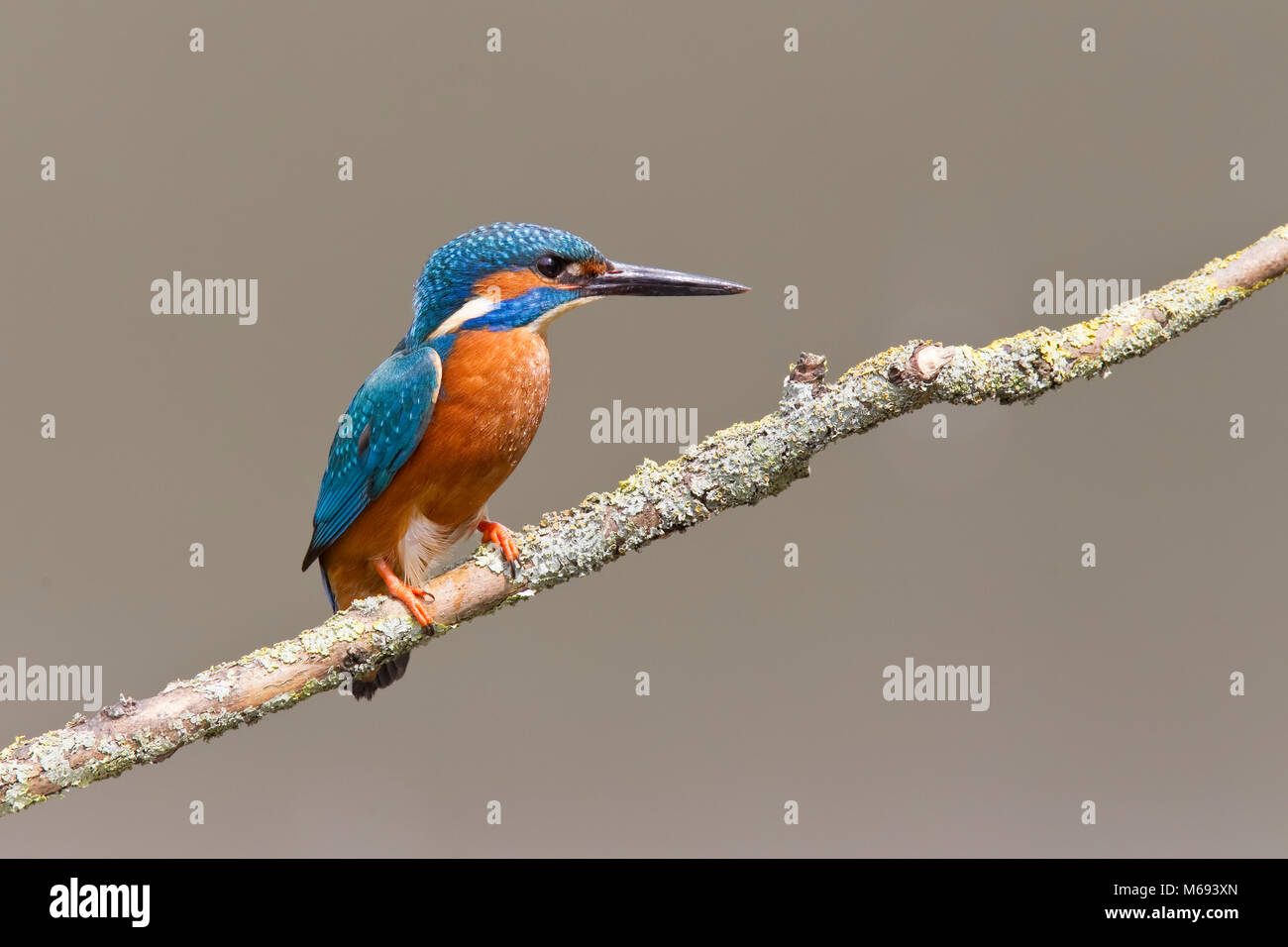 Kingfisher Alcedo atthis perching on lichen covered branch above water Stock Photo