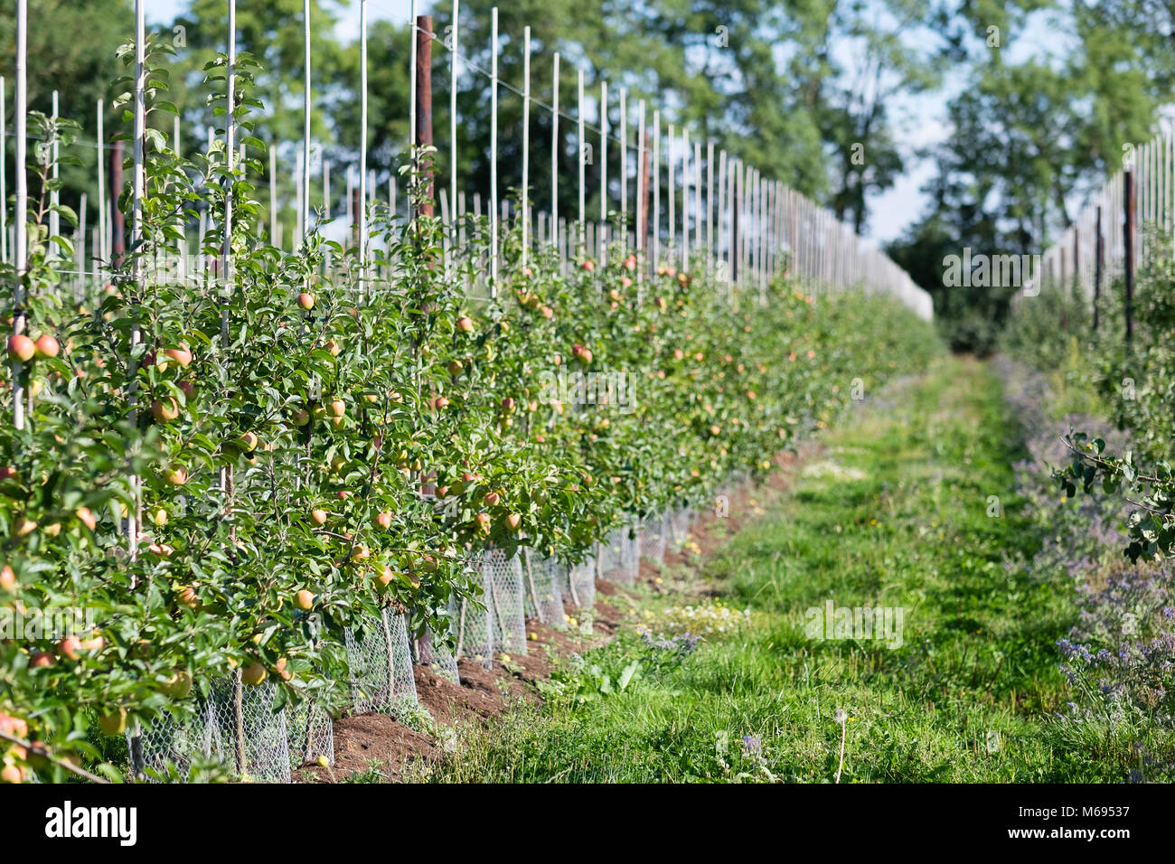 Young fruit trees in modern orchard on fruit farm Stock Photo