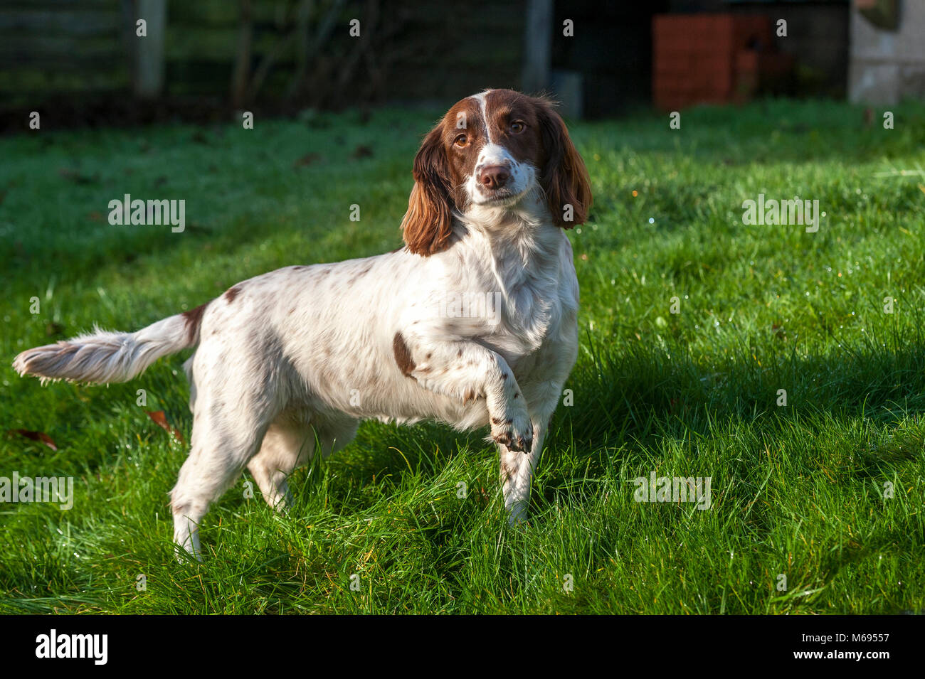 The English Springer Spaniel is a breed of gun dog in the Spaniel family traditionally used for flushing and retrieving game. Stock Photo