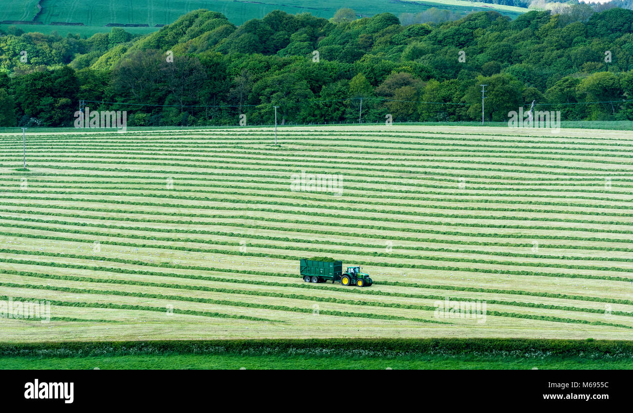 Making Hay while the sun shines as tractors and trailors collect newly cut grass in the fields of Lancashire UK Stock Photo