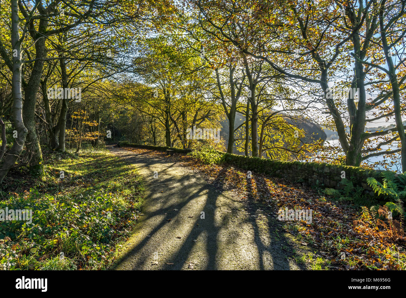 Autumn colours as the sun shines through Beech Trees along the wooded footpaths of the Rivington Chorley Lancashire UK countryside Stock Photo