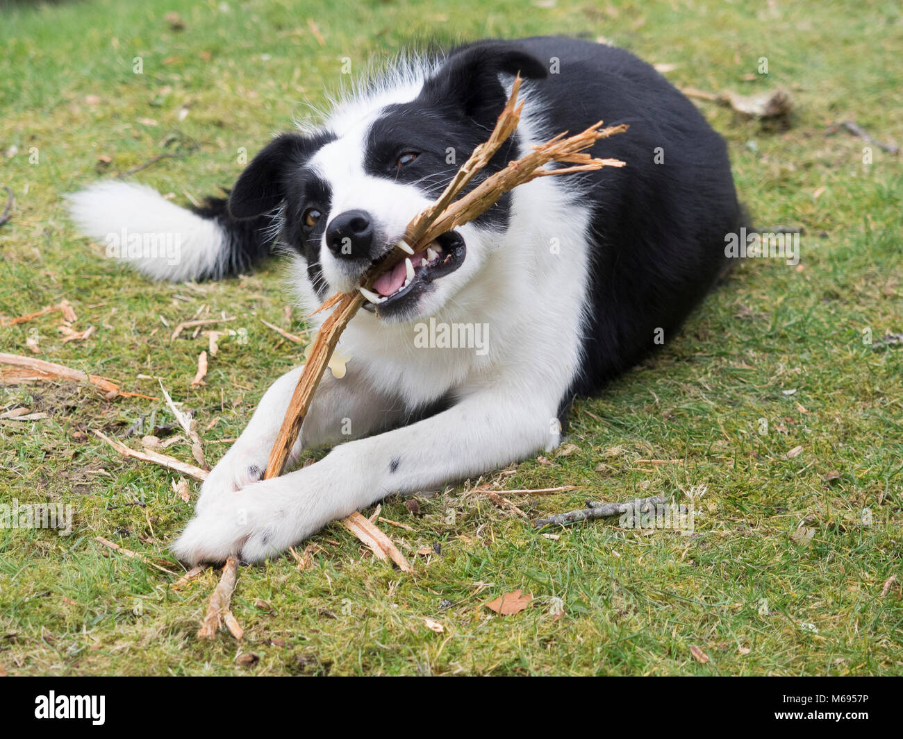 Are Border Collies Chewers: Understanding Their Chewing Habits