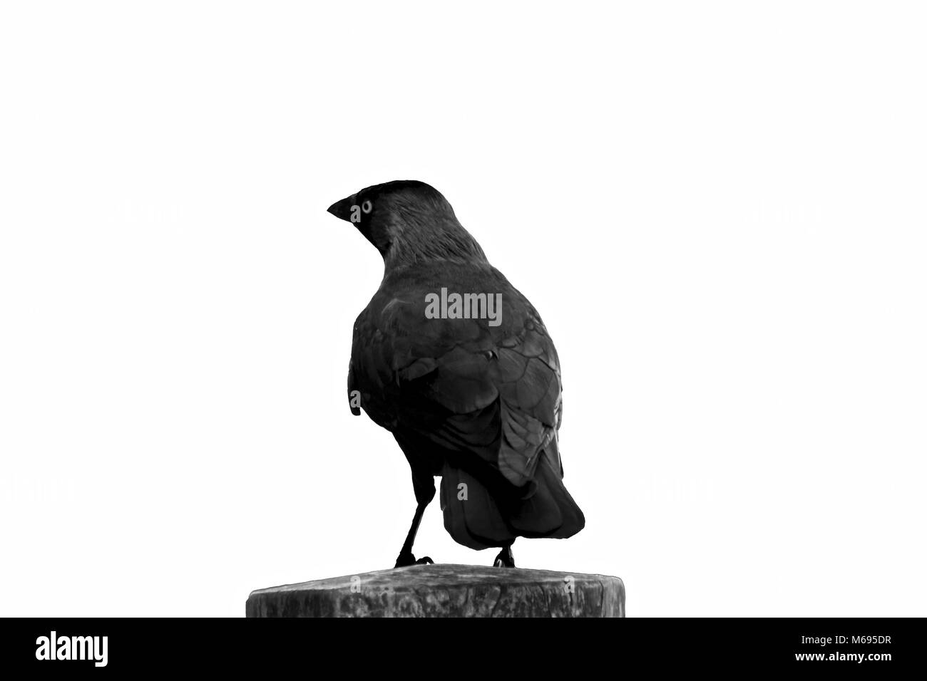Black crow in white background isolated Stock Photo