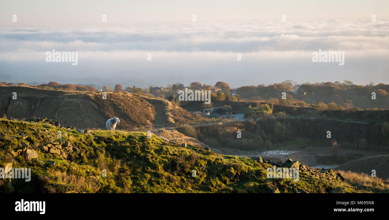 Lone sheep enjoying sunlight on the edge of Montcliffe stone quarry, Bolton, Manchester with the