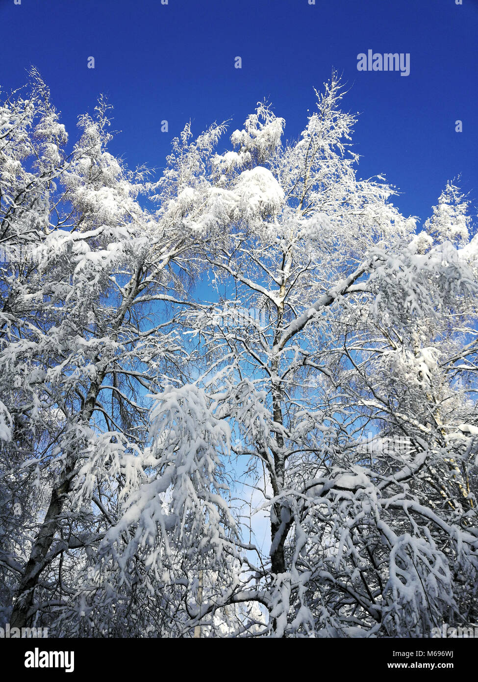winter landscape with trees covered with white fluffy snow on blue sky ...