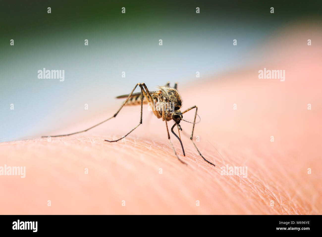 nasty insect mosquito sitting on her hand and drinks the blood of the pierced skin Stock Photo