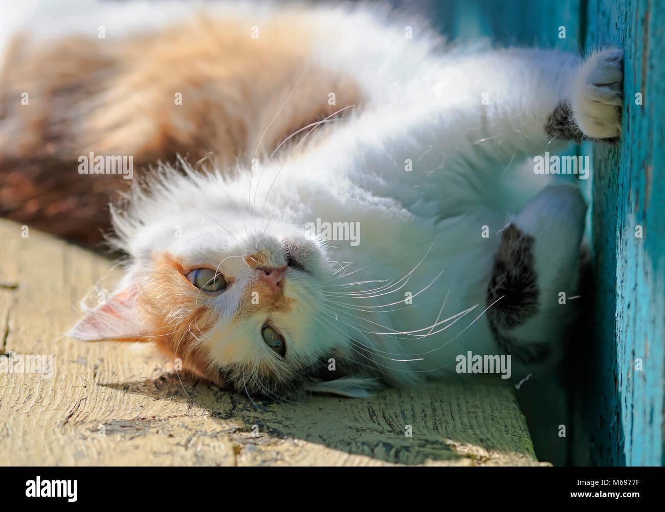 Cat cute spring hi-res stock photography and images - Alamy