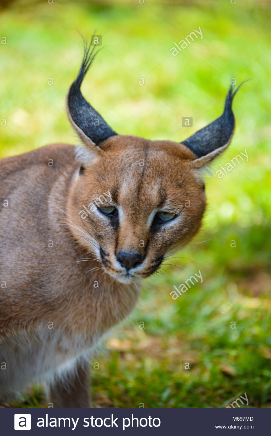 Nocturnal African Caracal High Resolution Stock Photography and Images