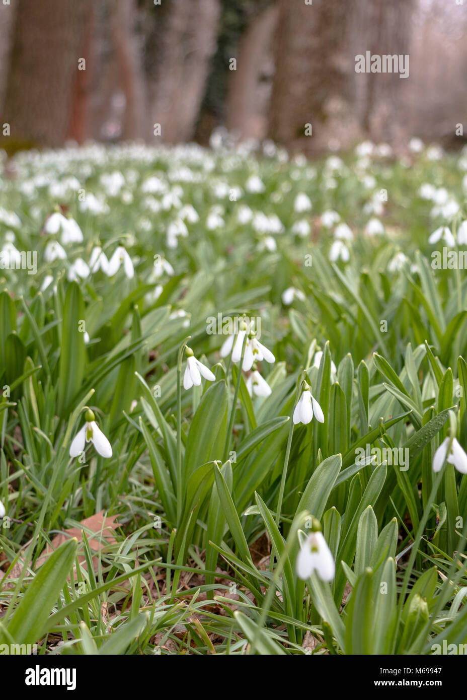 Snowdrops flowering in early spring at the Alcsut Arboretum Stock Photo