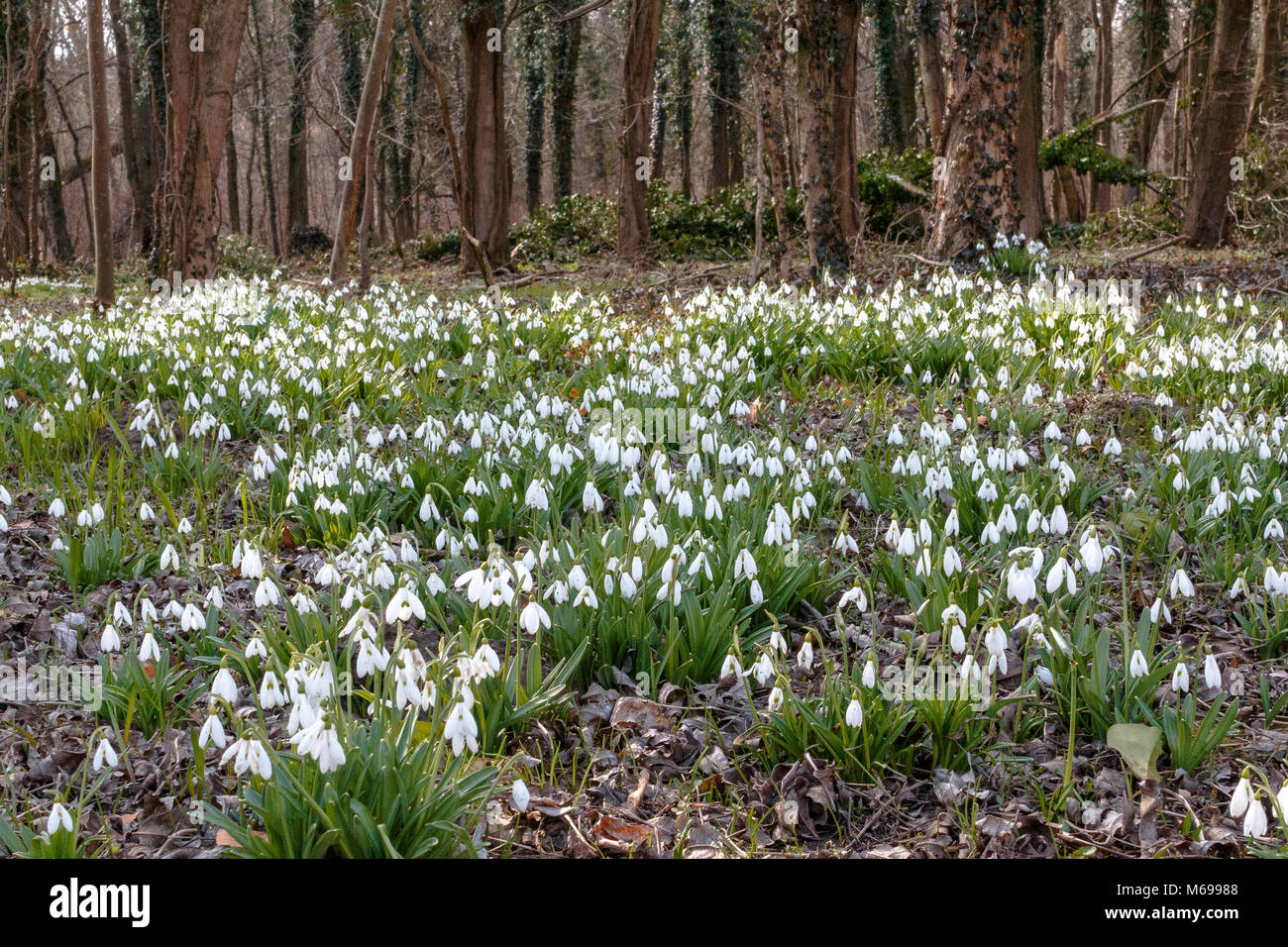 Snowdrops flowering in early spring at the Alcsut Arboretum Stock Photo