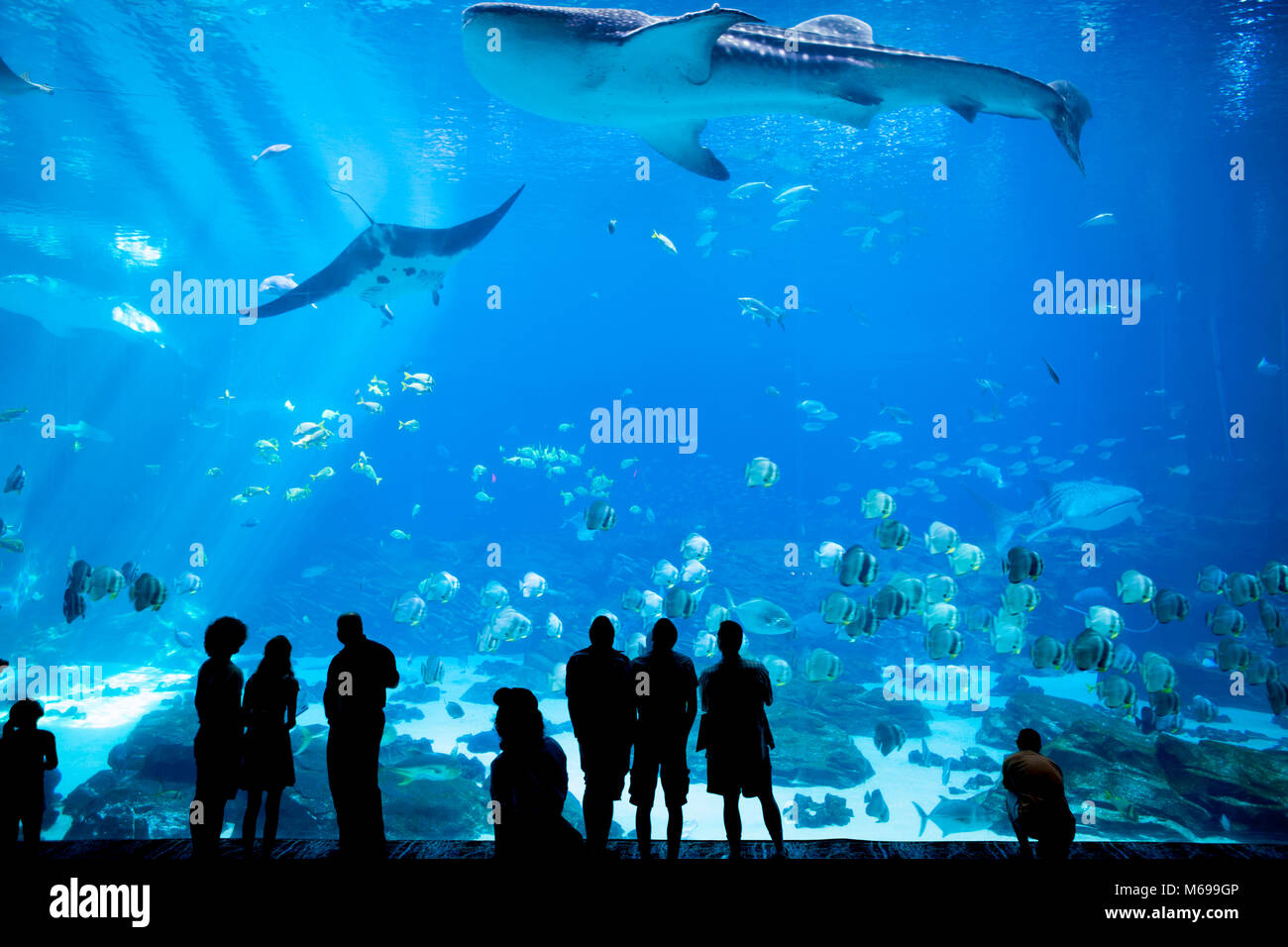 ATLANTA, GEORGIA-JUNE 30, 2015: Unidentified people watch a whale shark swim by at the Georgia Aquarium in Atlanta, Georgia Stock Photo