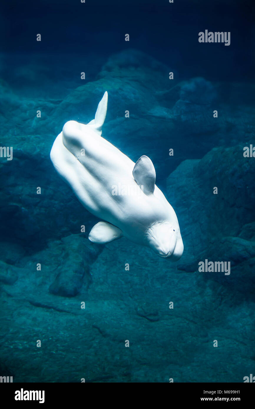 Beluga whale diving in dark deep water Stock Photo