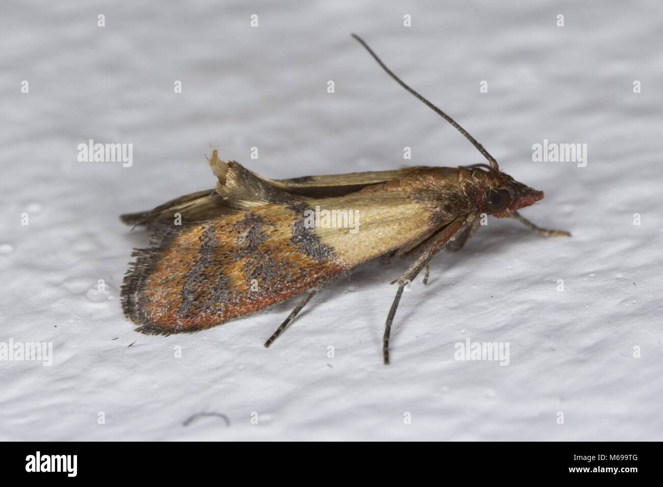 Moth of indian mealmoth or Indianmeal moth - Plodia interpunctella on wall. It is common pest of stored products and pest of food in homes. Stock Photo