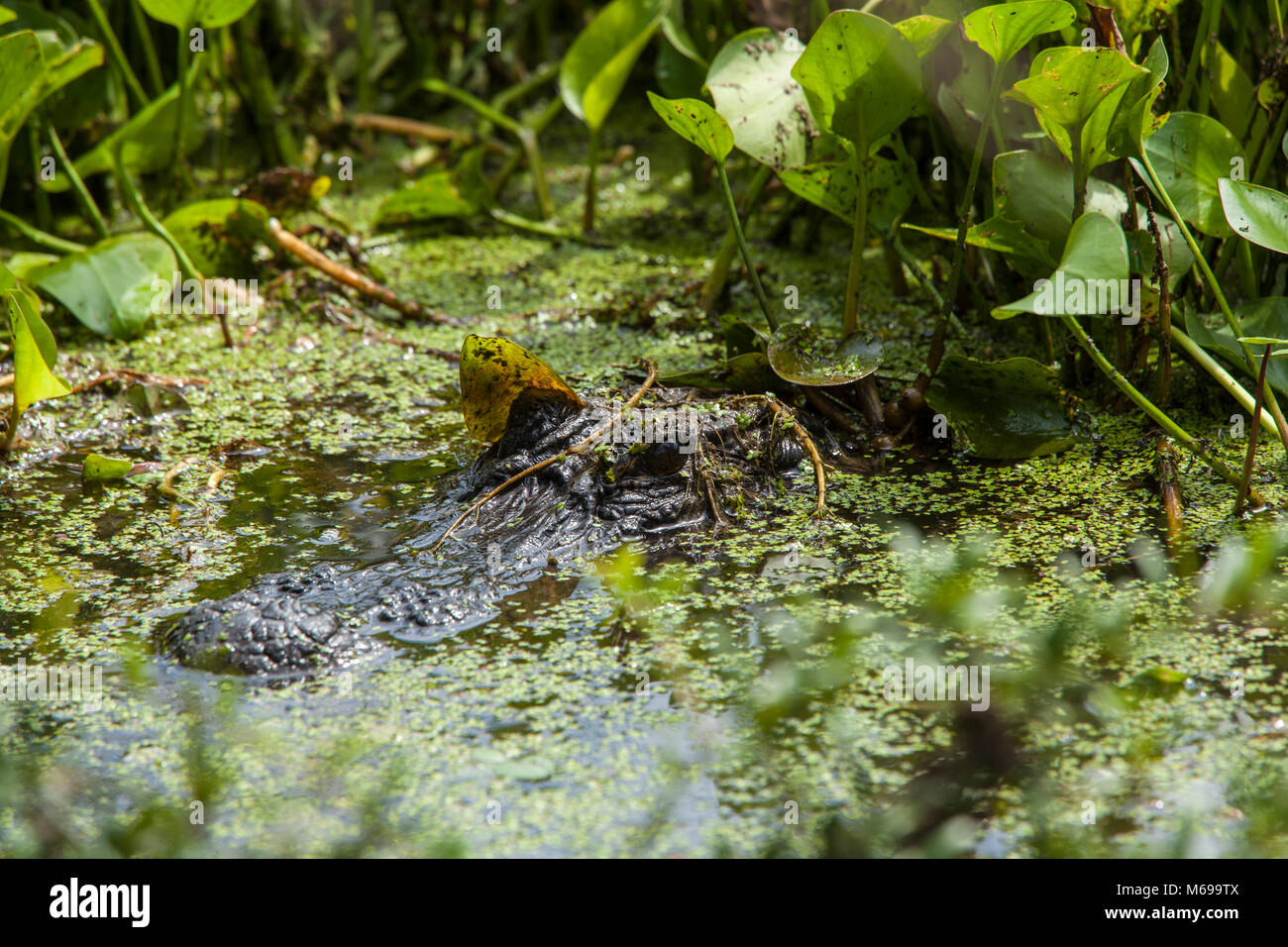 american alligator in natural habitat in south carolina Stock Photo