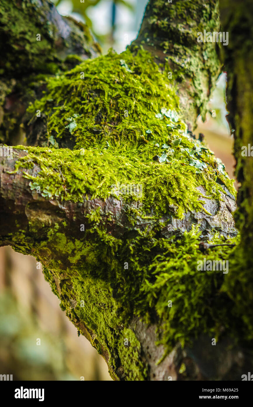 Fungus growing on the bark of a tree Stock Photo - Alamy