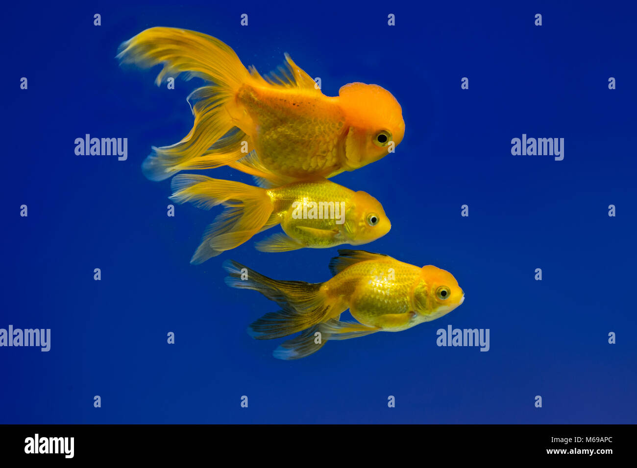 Fantail  goldfish in an aquarium Stock Photo