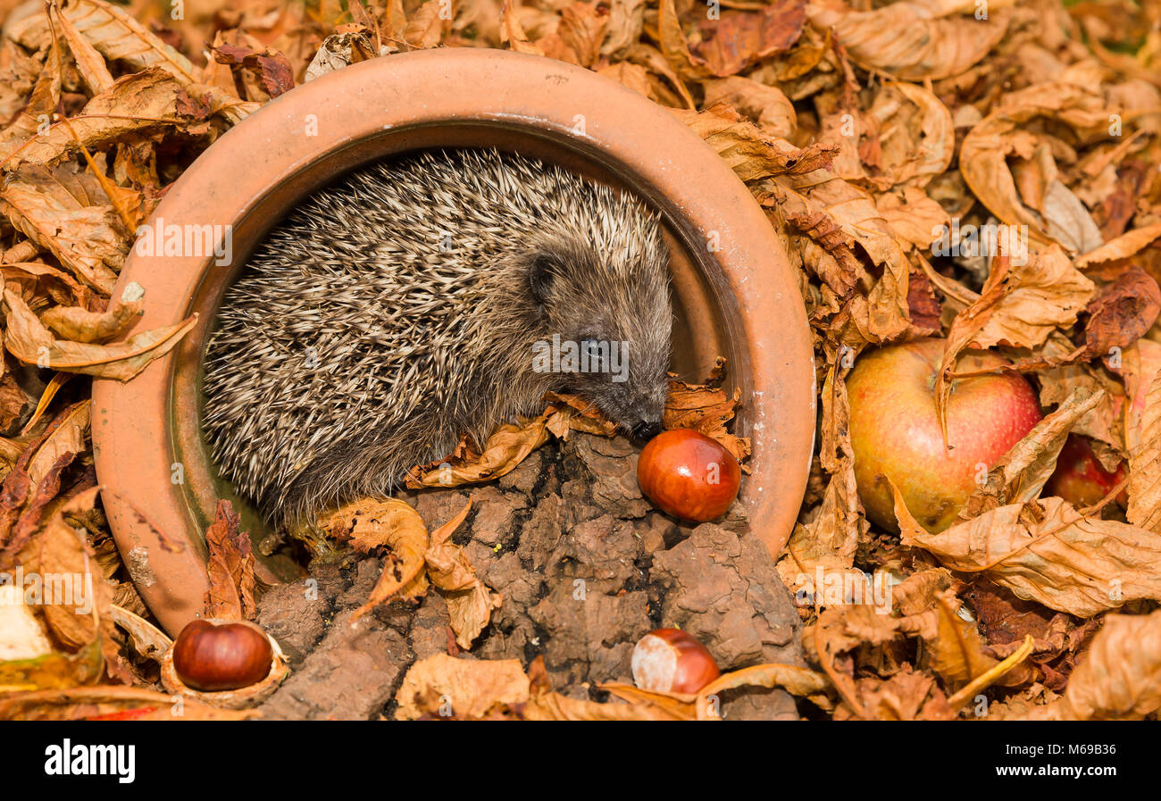 Hedgehog in a plant pot with golden brown Autumn leaves, horse chestnuts and apple.  Erinaceous europaeous.  Wild, native european hedgehog Stock Photo