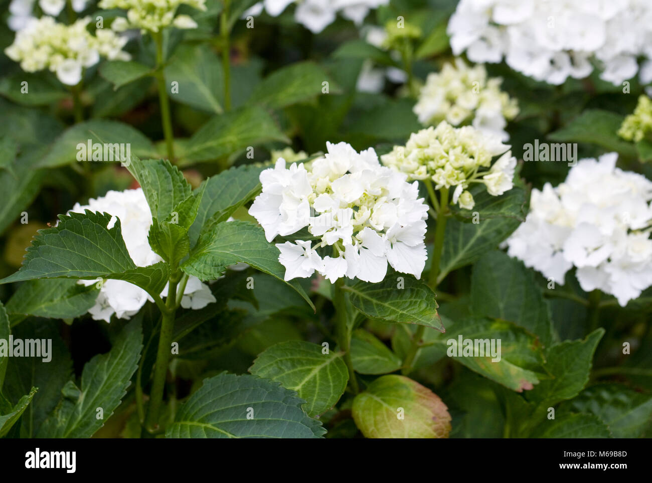 Hydrangea macrophylla nymphe hi-res stock photography and images - Alamy