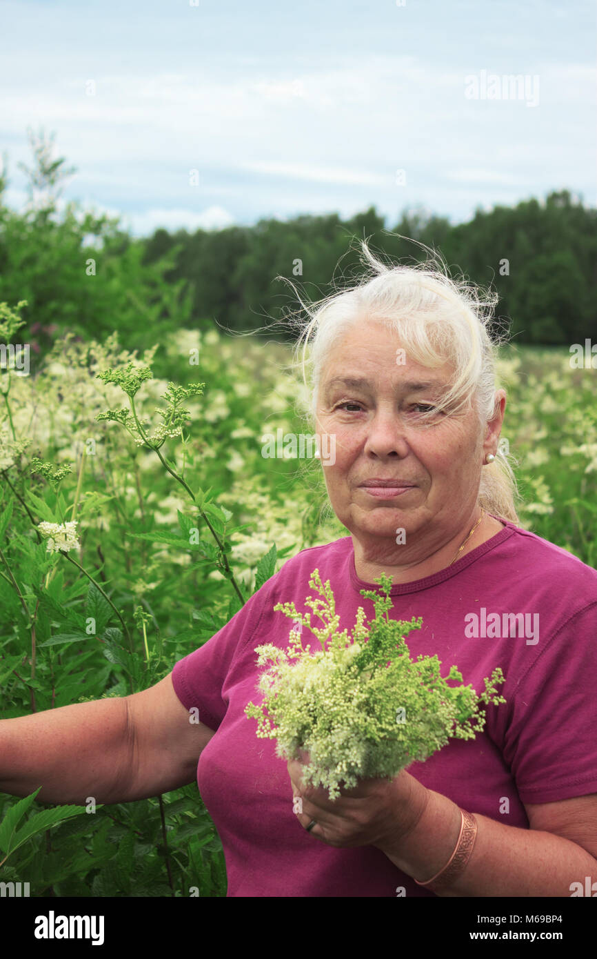 Elderly woman picking flowers meadowsweet in the meadows Stock Photo