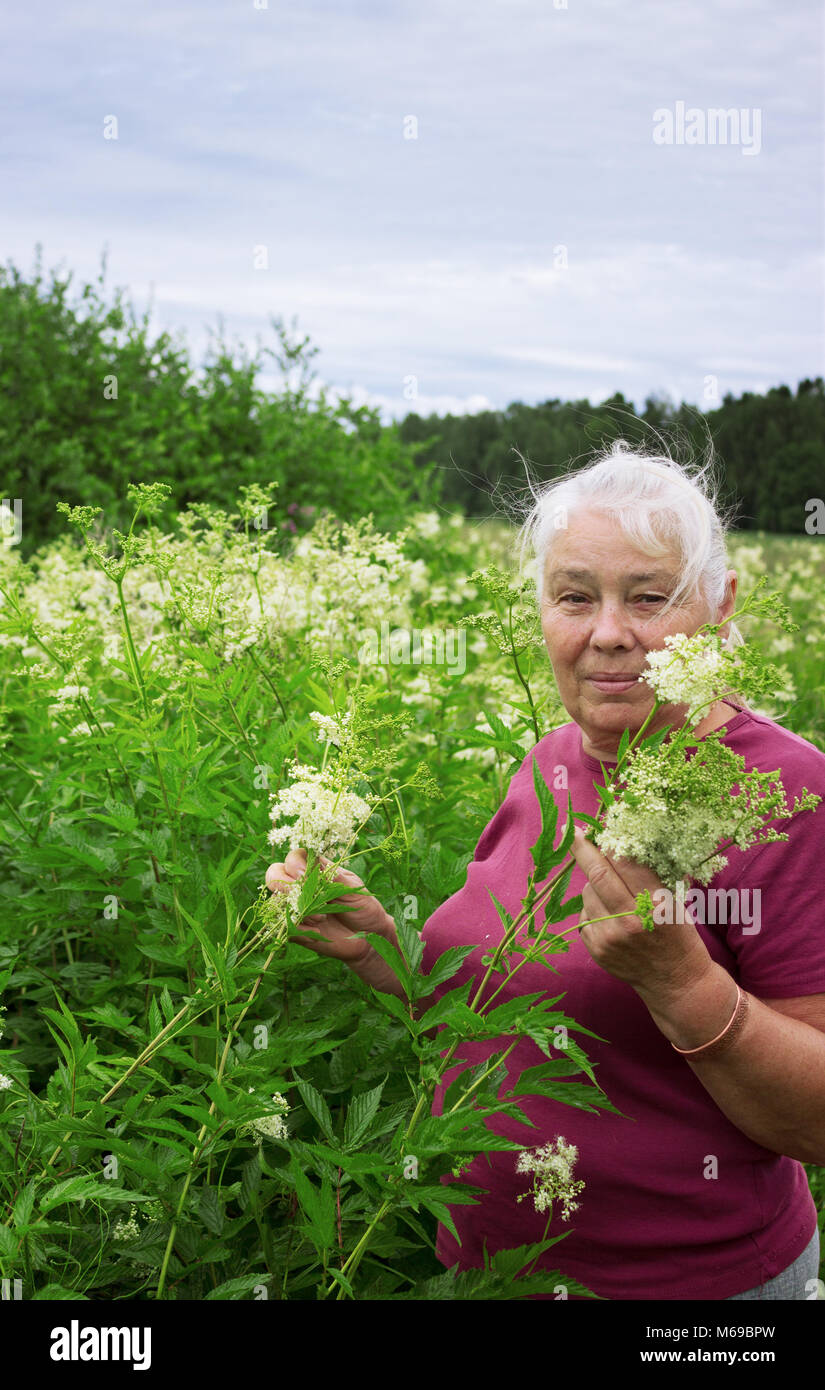 Elderly Woman in summer picking flowers  meadowsweet Stock Photo