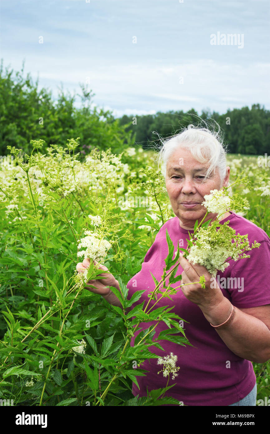 Elderly Woman in the summer picking flowers  meadowsweet Stock Photo