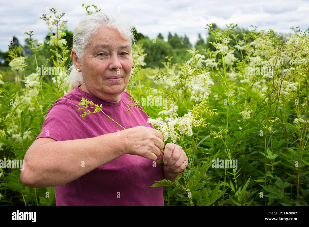 Woman in the summer picking flowers  meadowsweet Stock Photo