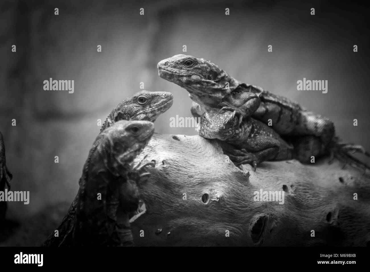 a trio of lizards close up in black and white Stock Photo