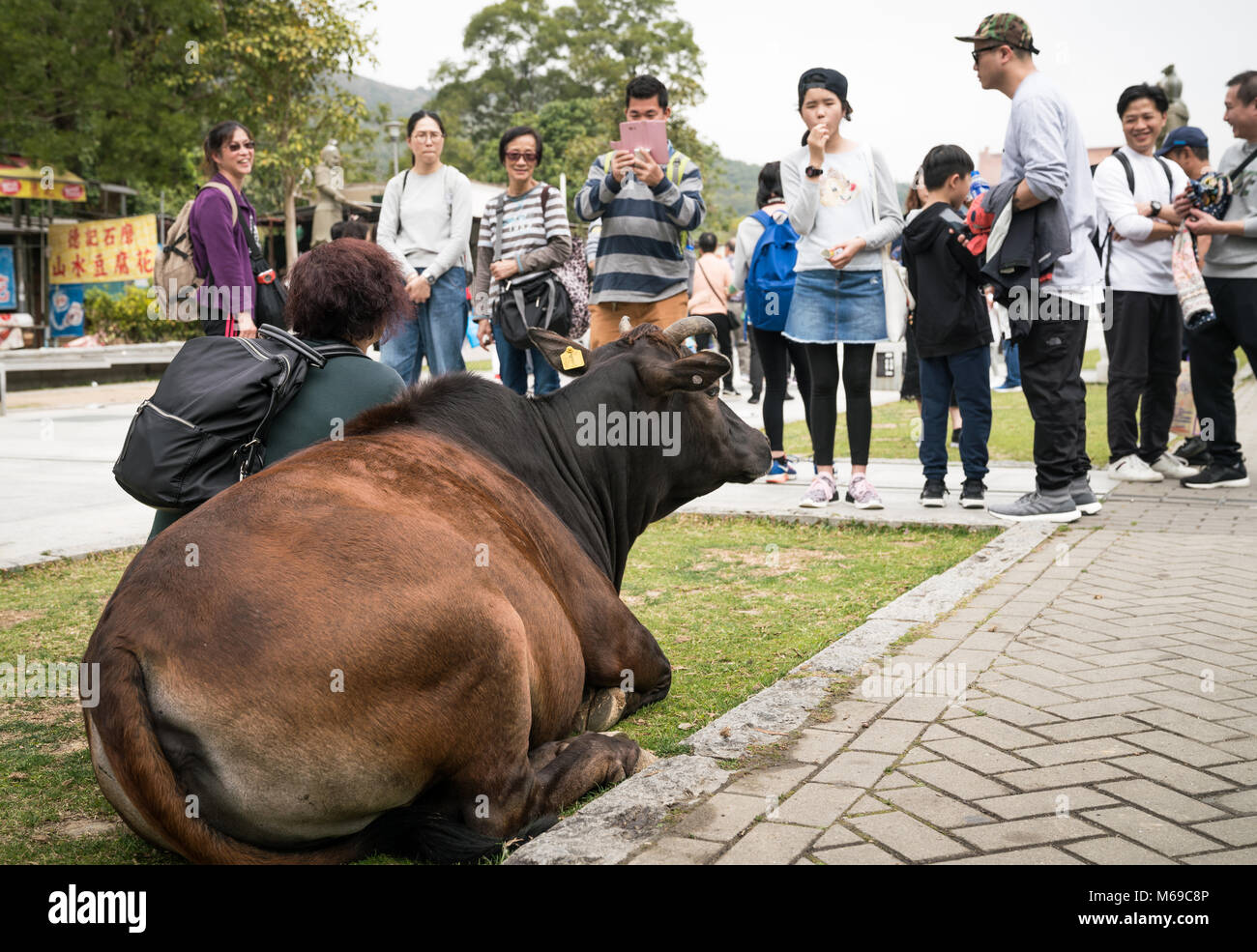 19 February 2018 - Ngong Ping, Lantau Island, Hong Kong. People taking photographs of a cow at Po Lin monastery. Stock Photo