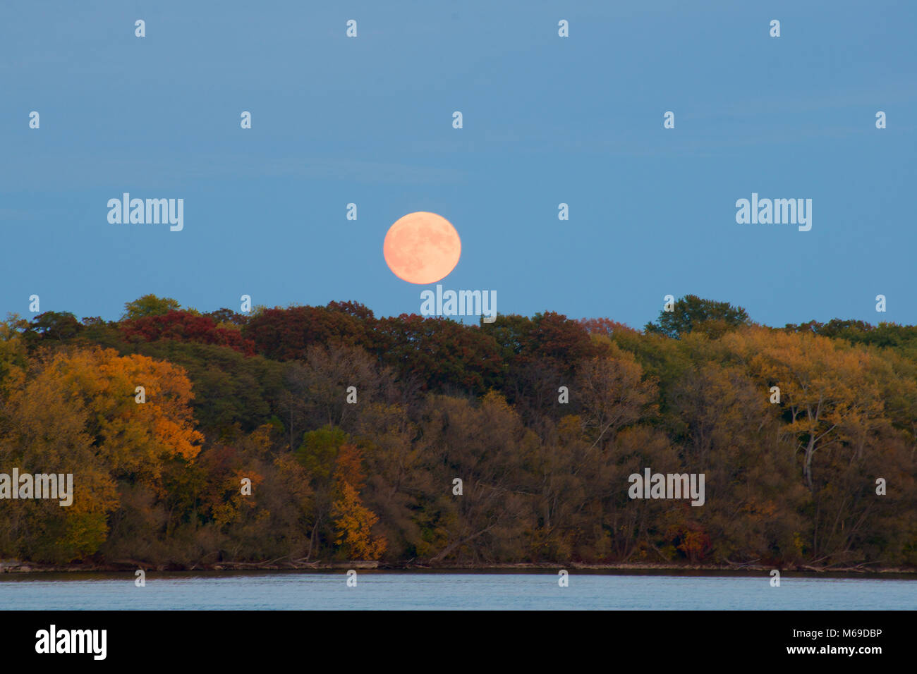 The Super Moon setting over the trees on the Niagara River, showing off the fall colours. Stock Photo